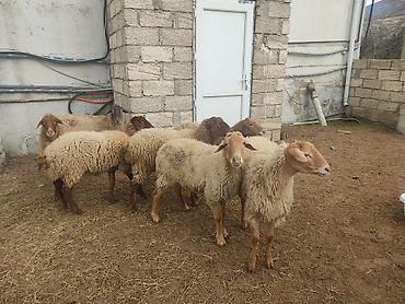 Qoyunlar, qoçlar: Dişi, il: 1, Damazlıq — 11