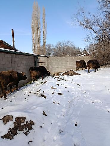 Коровы, быки: Продаю | Корова (самка) | Для молока — 31