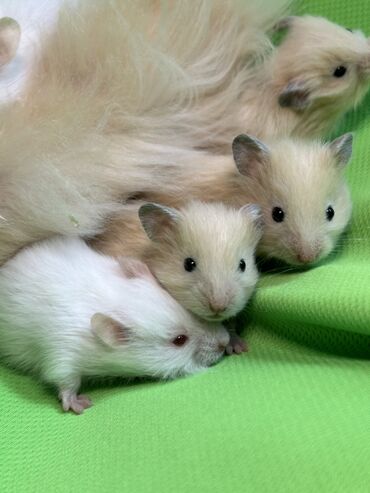 Хомяки: Продаются хомячки джунгарские, сирийские, ангорские пушистые хомячки — 16