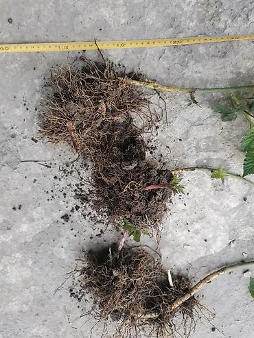 Ежевика: Саженцы ежевики (безшипные крупноплодные сорта) - Посадочный материал — 5