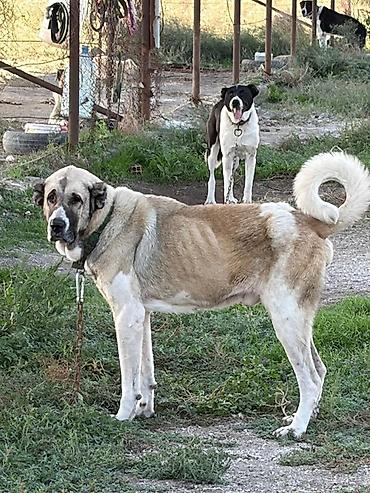 İtlər: Qurdbasar, 3 il, Erkək, Peyvəndli, Rayonlara çatdırılma — 3