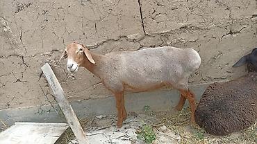 кошка манас: Продаю | Овца (самка) | Эдильбаевская | На забой | Матка — 1