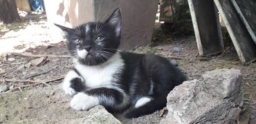 Mačke: Male mace NA POKLON! Idealna prilika za sve koji žele kućnog — 9