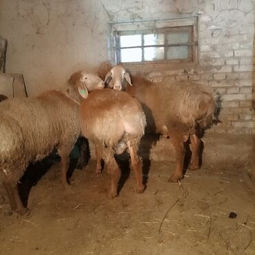 Бараны, овцы: Продаю | Баран (самец) | Арашан | Для разведения | Ягнившаяся