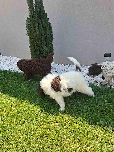 Psi: Lagotto Romagnolo – rezervacija stenaca Dostupno novo leglo pasa rase — 8