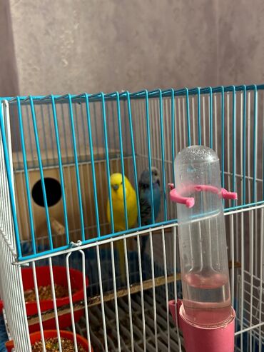 Bülbüllər: 1 cut vistivka ve cut valnis papuqay hazir cavan cutlerdi — 8