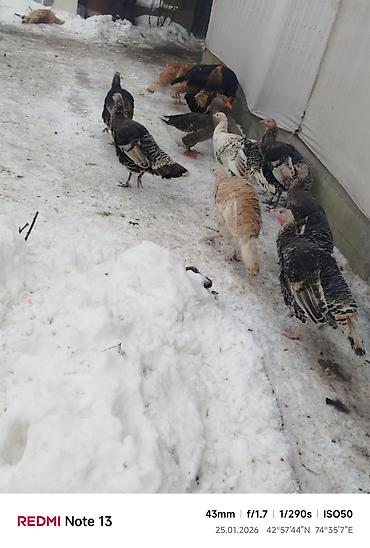 Индюки: Продаю | Индюк (самец) | Для разведения | Племенные — 9