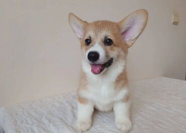 İtlər: Korgi, 2 ay, Erkek, Sənədli, Pulsuz çatdırılma — 26