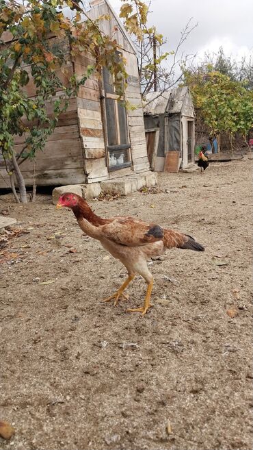 Toyuqlar: 7 aylıq fərədi — 9