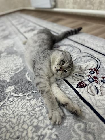 Продажа кошек: Скотиш Фолд (Шотландская вислоухая), 10 месяцев, Мальчик, Проглистована, Приучена к лотку — 12