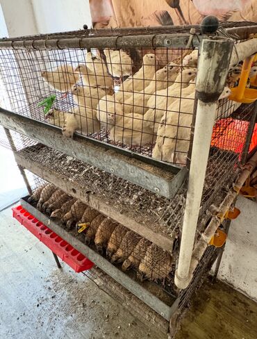 Товары и оборудование для с/х животных: Продам клетку для содержания перепелок — 1