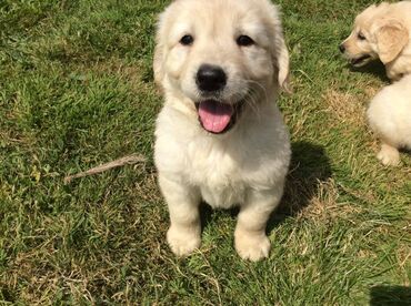 Other: Εξαιρετικά κουτάβια Golden Retriever για δωρεάν υιοθεσία Δεν είμαστε