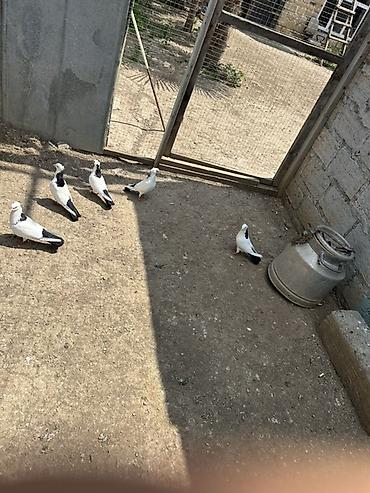 pişik gence: Salam alokum 3 cut qara boyunar satilir balani gesey veriler — 1