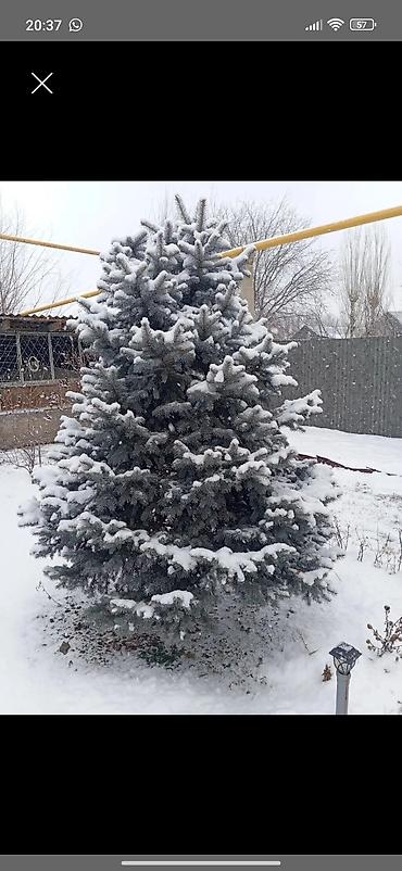 Ель голубая (Picea pungens glauca) для ландшафтного озеленения 5 Метр