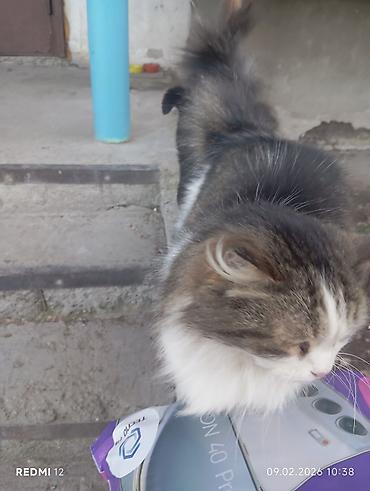 Отдам даром кошку: Пушистые кошки — двое очаровательных домашних любимцев - Породы/тип — 6