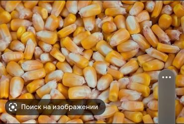 лада веста цена в бишкеке: Кукуруза в мешках