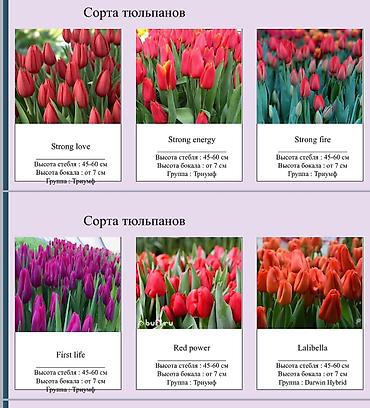 Цветы и букеты: ТЮЛЬПАНЫ ОПТОМ БИШКЕК — 3