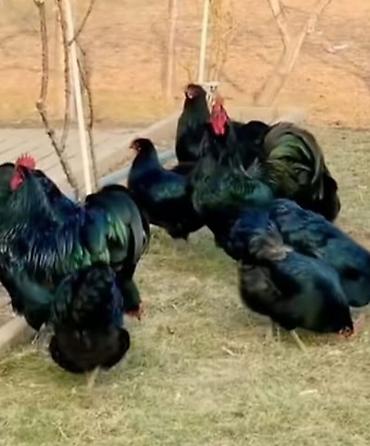 toyuq məhsulları: Astroloq qara toyuq cinsindən inkubasiya yumurtaları. qiymət 2 manat — 3