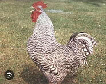 голуби птицы животный: Продаю инкубационные яйца породы Плимутрок порода мясо яичная!