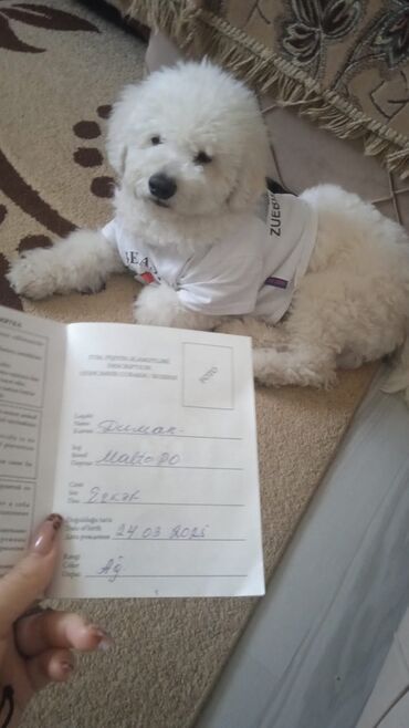 котята в добрые руки баку: Bişon Frize, 1 il, Erkek, Sənədli