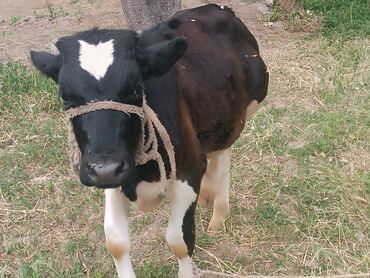 искусственное осеменение коров: Продаю | Бык (самец) | Голштин | На откорм, Для разведения
