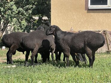 на ферме есть куры козлы и коровы: Продаю | Баран (самец) | Гиссарская, Арашан | На забой, Для разведения