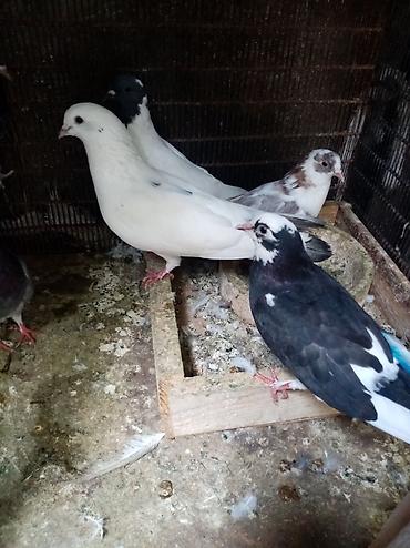 7 dene qusdu biri 2 manatdı quslarda berdededi — 2