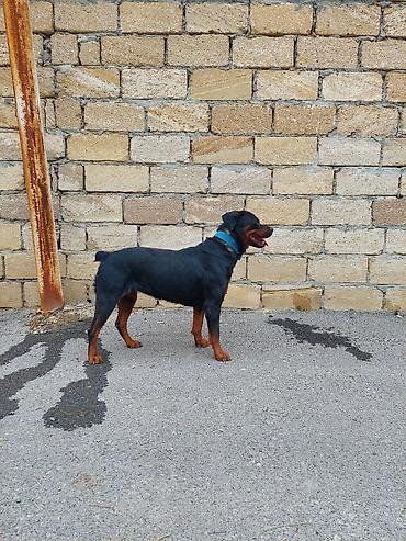 alman coban iti balası: Rotveyler, 2 il, Dişi, Peyvəndli — 4