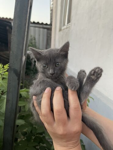 кошка маленкий: Кошка даром: Беспородная, 3 месяца, Девочка