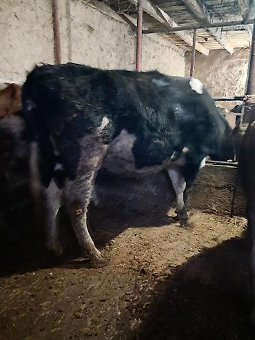 Коровы, быки: Продаю | Корова (самка) | Для молока | Привязанные — 5