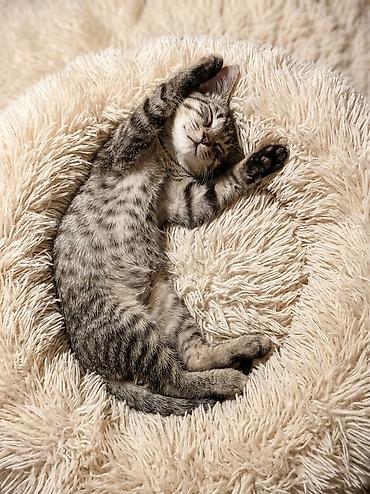 heyvan sahiblendirme: Ana və balaları yaxşı əllərə sahibləndirilir🐾 — 2