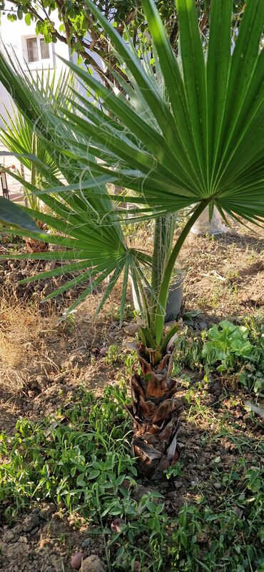 Ağaclar: Vaşınqton palma ağacları satılır qiymətlər palmaya görə dəyişir 10 -da lalafo.az — 4 Ağaclar: Vaşınqton palma ağacları satılır qiymətlər palmaya görə dəyişir 10 — 4