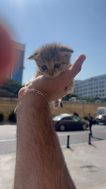 İtlər: Qızıl şinşilla, Dişi, Yaxşı əllərə, Ünvandan götürmə