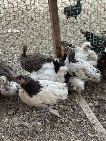 птица голуби: Продам сразу всех 
Количество около 40 штук