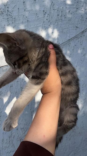 кошка в бишкеке: Короче, сегодня утром к нам пришёл маленький котёнок 🥺 Был очень — 3