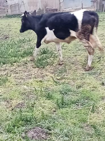 Inəklər, öküzlər: 1 ci qarna dügedi mayalama anqus balsi vardı temiz ivanofqadi üvan — 5