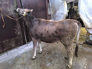 Коровы, быки: Продаю | Бык (самец) | Швицкая | На откорм | Племенные — 5
