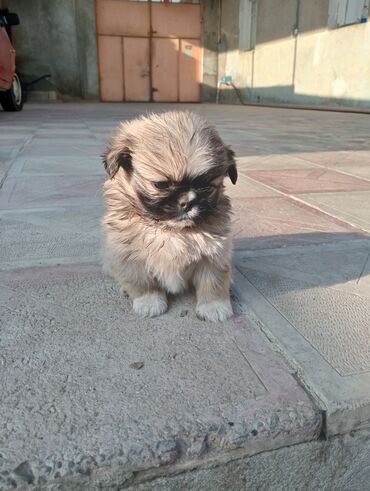 İtlər: Pekines — 5