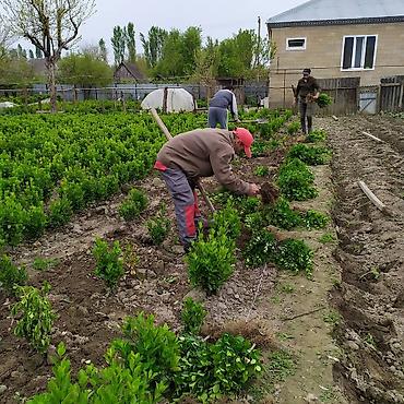 Landşaft işləri: Pejaj və landşaft xidmətləri - Həyətyanı sahələrin tam — 11