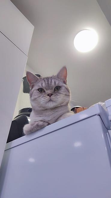 Pişiklər: Sfinks — 3