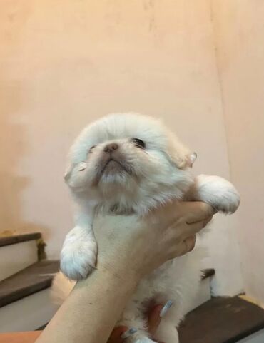 zvanok itləri: Pekines, 1 ay, Dişi, Peyvəndli, Ödənişli çatdırılma, Ünvandan götürmə, Rayonlara çatdırılma