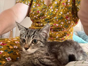 сколько стоит кролик домашний: Отдам ответственным людям! Котенок 2,7 месяца девочка, осталась одна