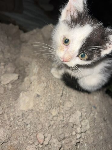 кошка кот: Беспородная, 2 месяца, Девочка, Биколор