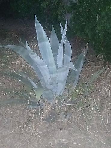 col bitkiləri: Agave americana – dekorativ sukulent - Bitki növü: Agave americana — 3