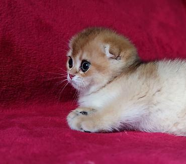 Продажа кошек: Скотиш Фолд (Шотландская вислоухая), 2 месяца, Мальчик, Золотая шиншилла — 6