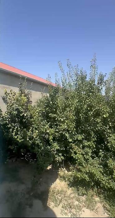 шеки: Masazırda 3 sotda paket kupça 6 nömrəli məktəbin yanı masazırın super — 9