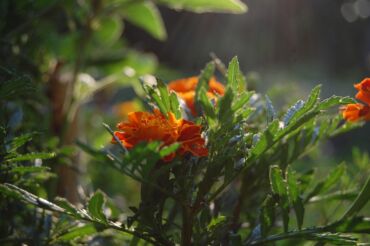 Другие услуги: Ищу бизнес партнера, инвестора, для выращивания овощей (открытый — 28