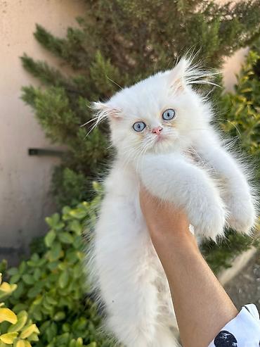 Pişiklər: Şotland, Erkək, Dişi, Yaxşı əllərə, Ünvandan götürmə, Pulsuz çatdırılma, Ödənişli çatdırılma — 10