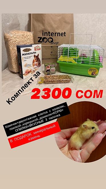 Хомяки: Продаются хомячки ручные. В нашем питомнике вы можете приобрести — 13