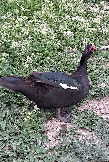 Ördəklər: Erkək, Damazlıq, Pulsuz çatdırılma — 9